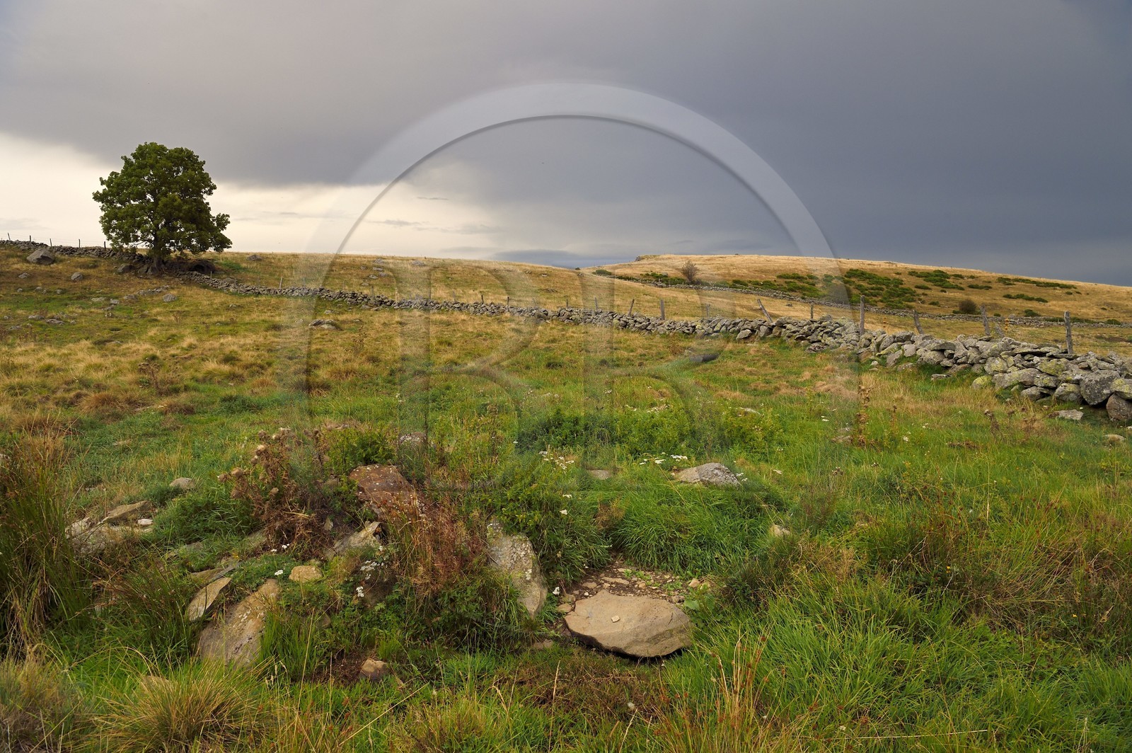 France, Cantal, Parc naturel régional de l'Aubrac (Aubrac Regional Nature Park), Aubrac plateau towards Saint Urcize, stone wall