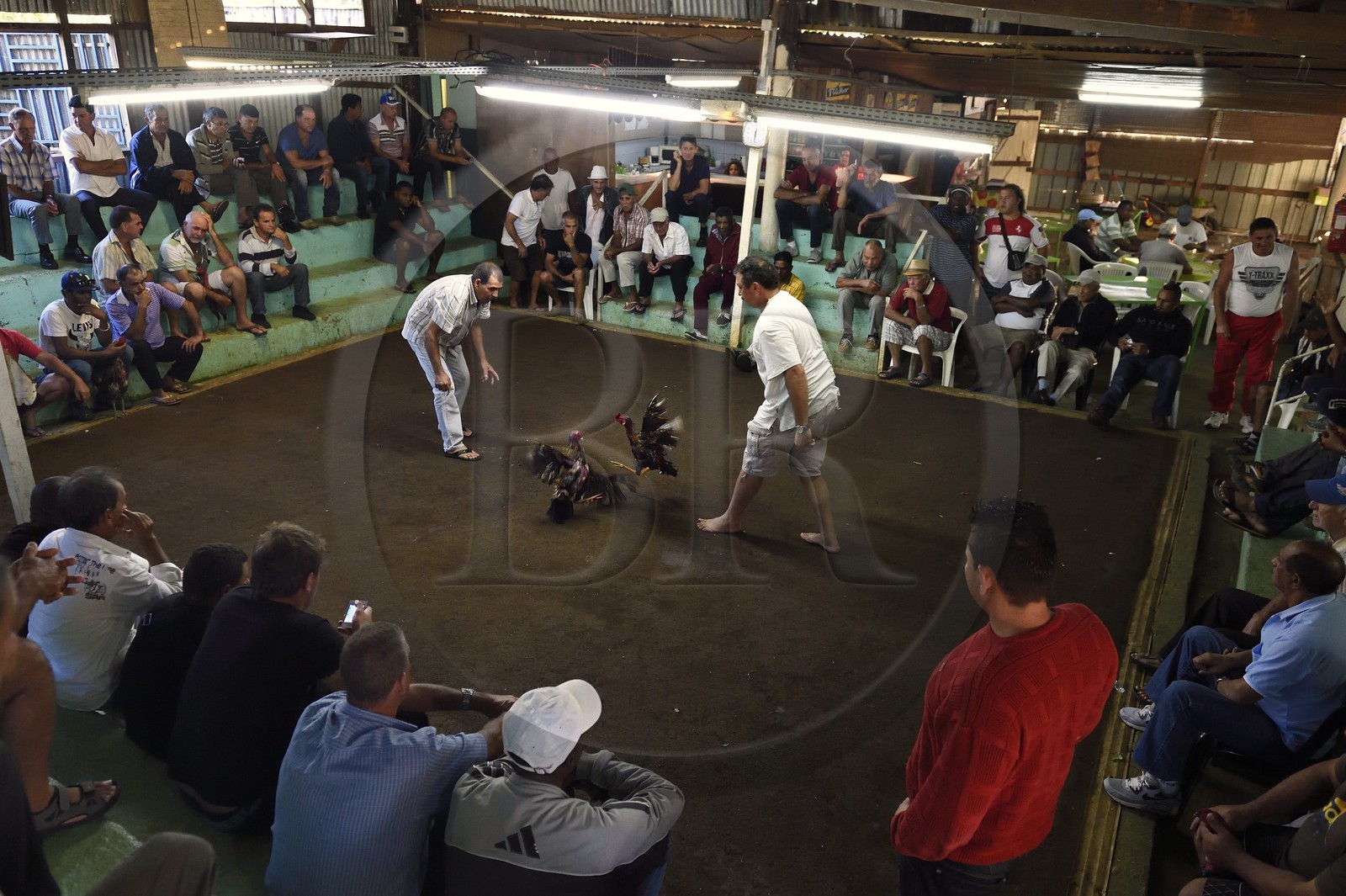 France, Ile de la Reunion, Petit Tampon, combat de coqs dans le Rond de Coq