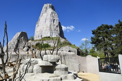 France, Paris (75), Le Parc zoologique de Paris (Zoo de Vincennes), la biozone Sahel-Soudan, babouins de Guinée (Papio papio) dans un vaste enclos sous le Grand Rocher qui est l’emblème du zoo depuis 1934