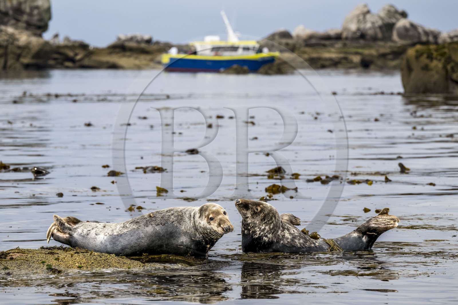 France, Finistère, Penmarch, Étocs archipelago, gray seal (halichoerus grypus)