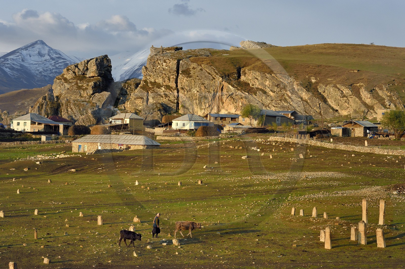 Azerbaïdjan, région de Quba (Guba), chaine de montagne du Grand Caucase, village de Giriz à l'aube, femme amenant ses vaches au prés