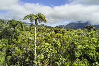 France, Reunion island (French overseas department), Reunion National Park listed as World heritage by UNESCO, La Plaine des Palmistes, Bebour forest, tree ferns (Cyathea glauca) (aerial view)