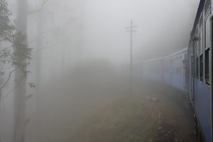 Sri Lanka, Province d'Uva, trajet en train dans la région montagneuse de la culture du thé entre Hatton et Badulla, en bordure de la forêt de nuages du parc national de Horton Plains