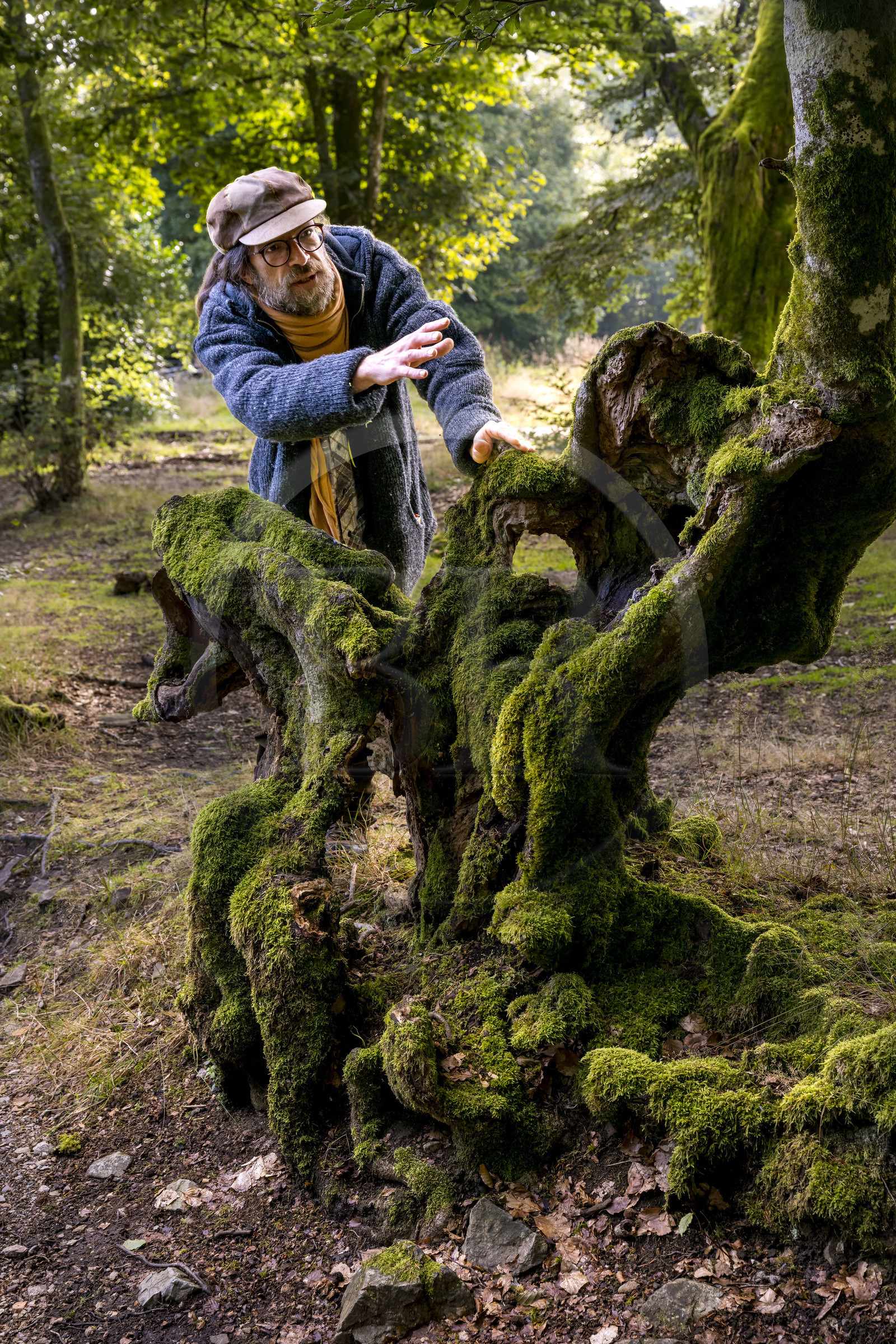 France, Saone et Loire, regional natural park of Morvan, Saint Leger sous Beuvray, Bibracte on Mont Beuvray, a Gaulish oppidum, 200-year-old woven beech hedges called queules along the sunken lanes, with geologist and biologist guide Frédéric Bensaad