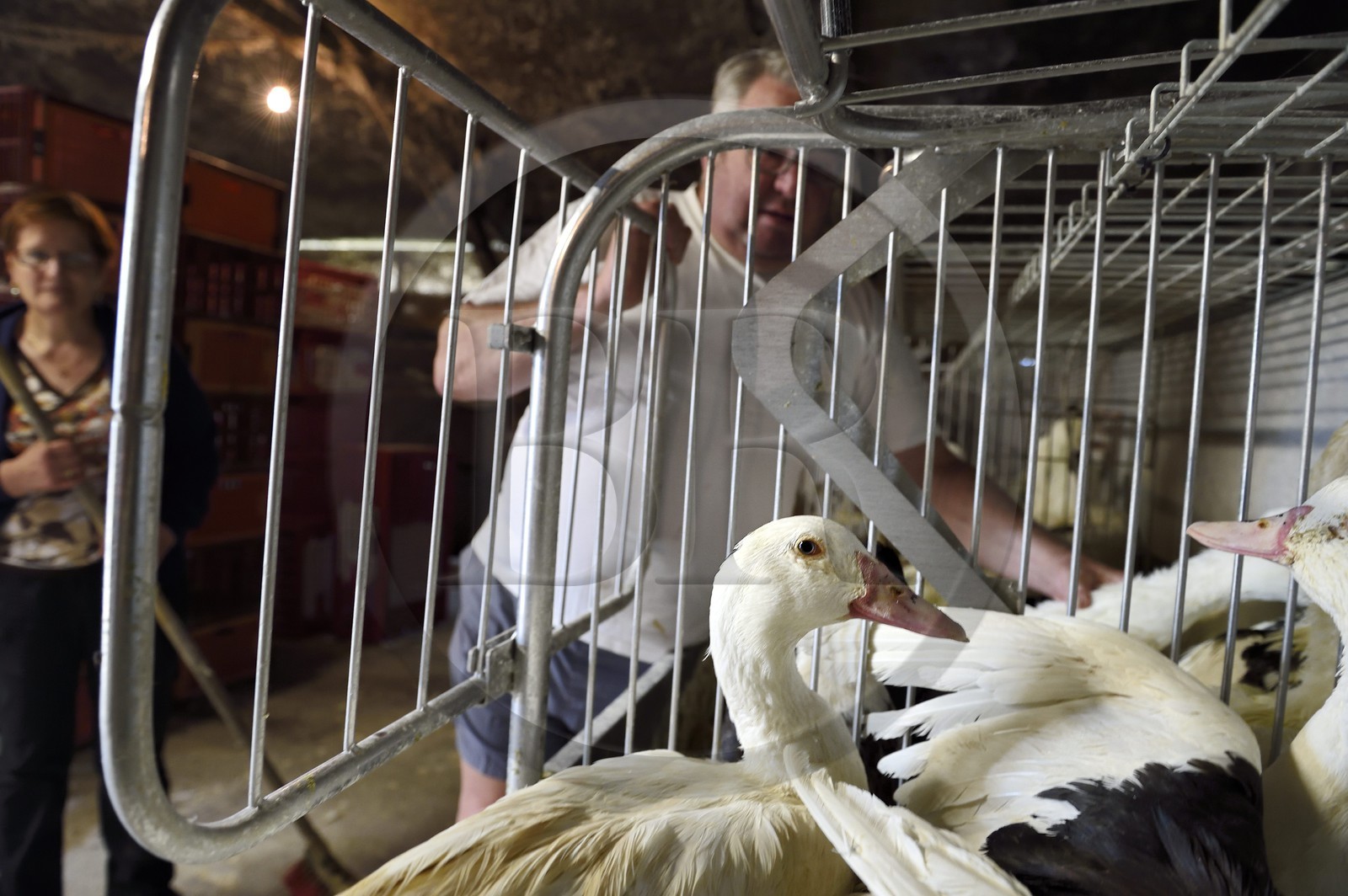 France, Dordogne (24), Périgord Noir, Saint-Rabier, canards mulard de la Ferme-auberge du Grand Coderc