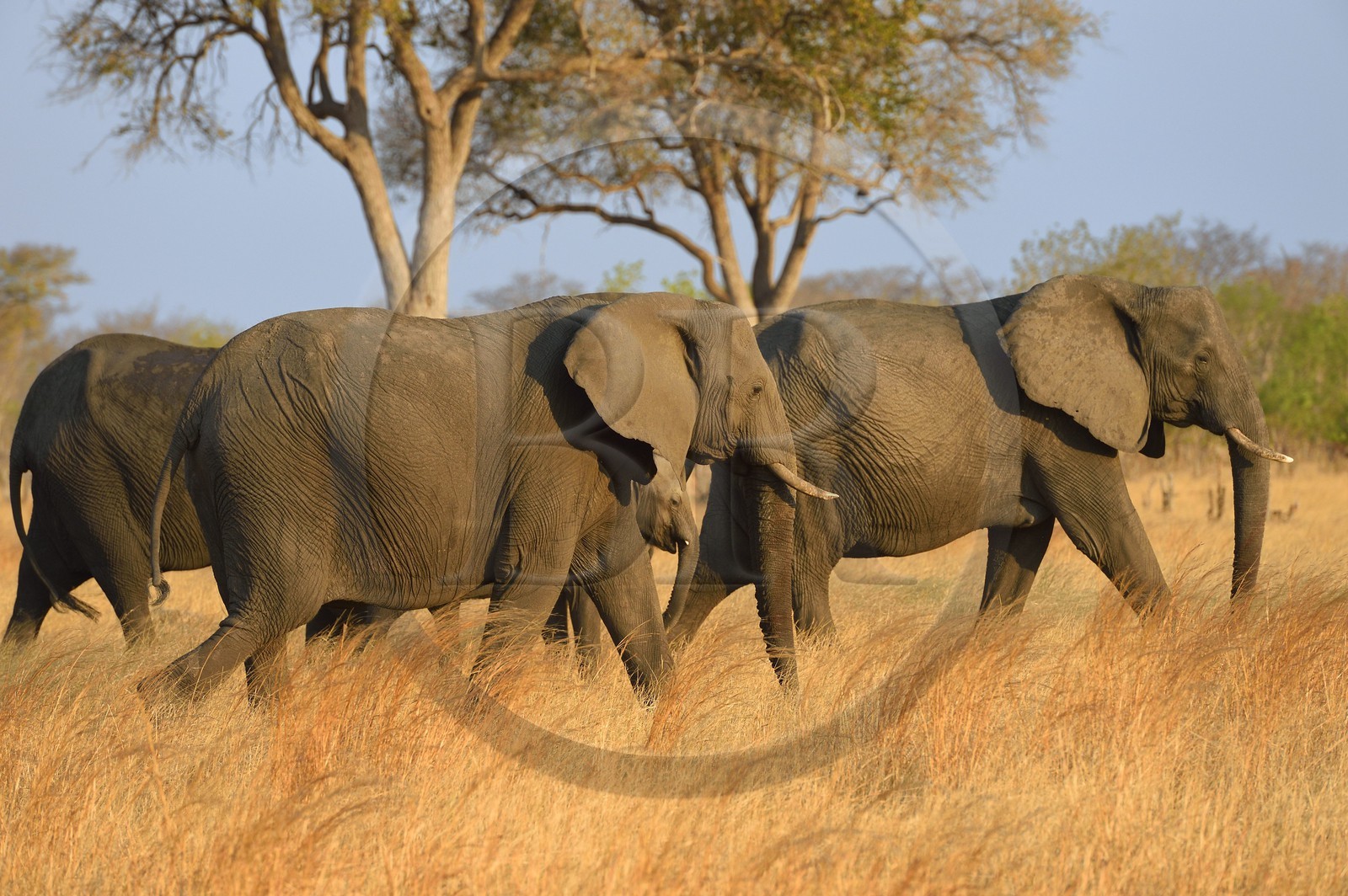 Zimbabwe, province de Matabeleland septentrional, parc national Hwange, éléphants sauvages d'Afrique (Loxodonta africana) dans la savane