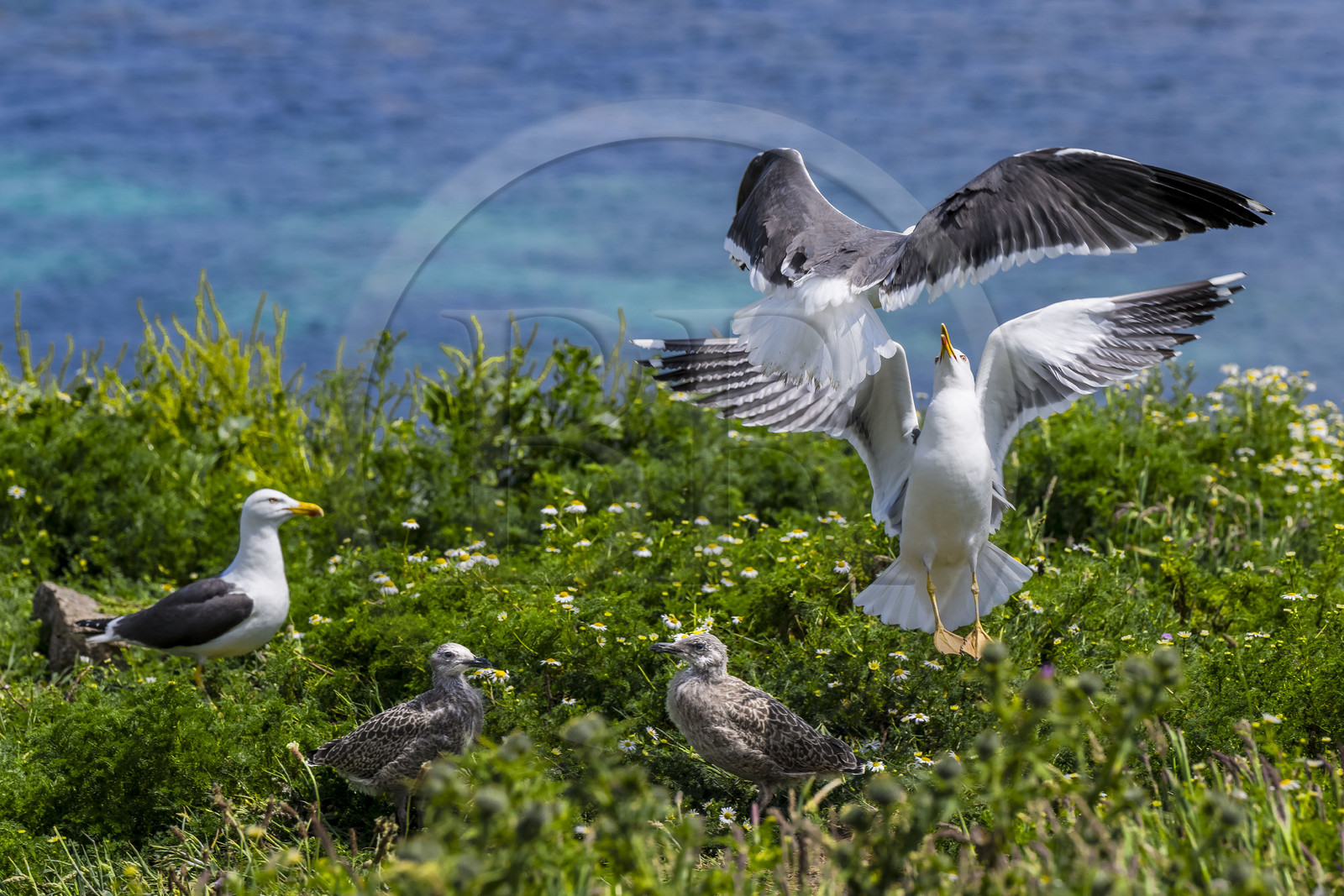 France, Finistère (29), Pays des Abers, Ile Vierge dans l'archipel de Lilia, de très nombreux goélands peuple l'île en période de nidification