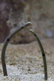 France, Charente-Maritime (17), La Rochelle, Aquarium La Rochelle, Mention obligatoire, Anguille tachetée (Heteroconger hassi)