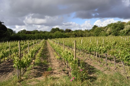 France, Charente-Maritime (17), Ile d'Aix, vignoble au nord de l'ile