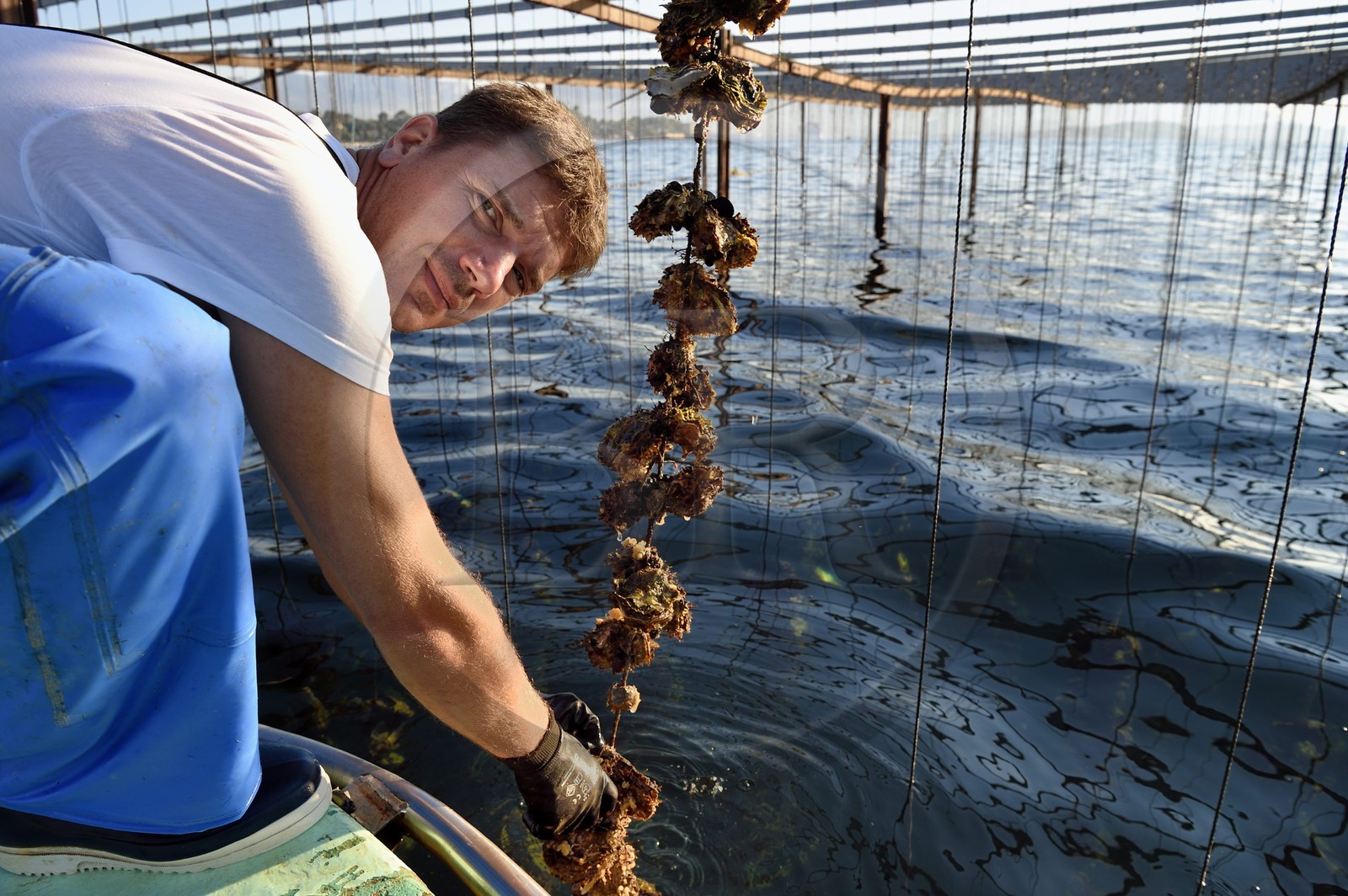 France, Var (83), La Seyne-sur-Mer, l'ostréiculteur Jean Christophe Giol dans la baie de Tamaris