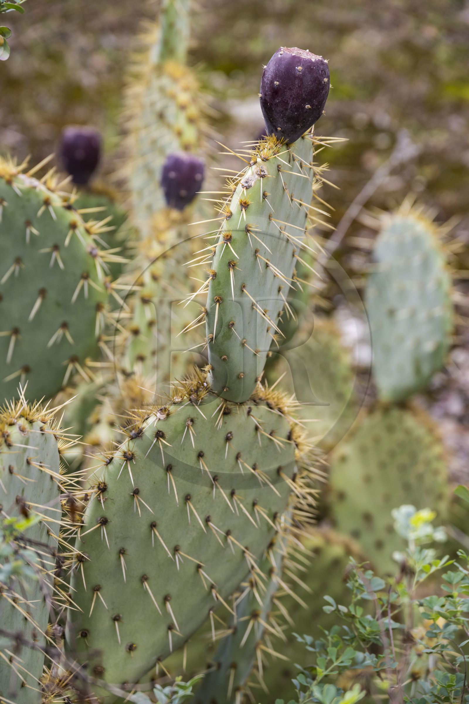 France, Gard (30), Uzès, cactus et figue de barbarie