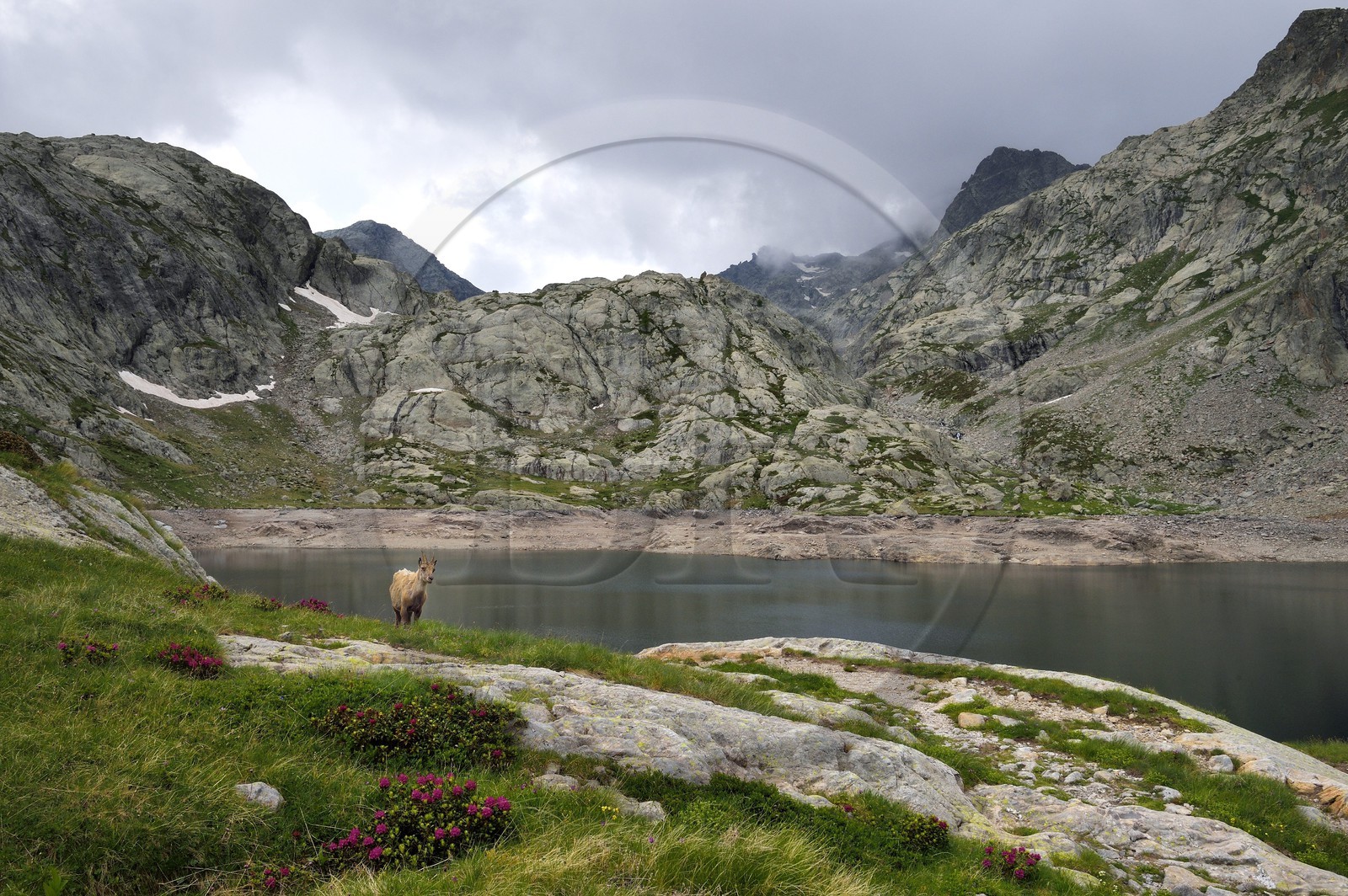 France, Alpes-Maritimes (06), parc national du Mercantour, vallée de la Valmasque, étagne, bouquetin (Capra ibex) femelle des Alpes au bord du lac Noir
