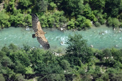 France, Alpes-de-Haute-Provence (04), Parc Naturel Régional du Verdon, Grand Canyon du Verdon, La-Palud-Sur-Verdon, point de vue de la Dent d’Aire, Vautour fauve (Gyps fulvus) en vol