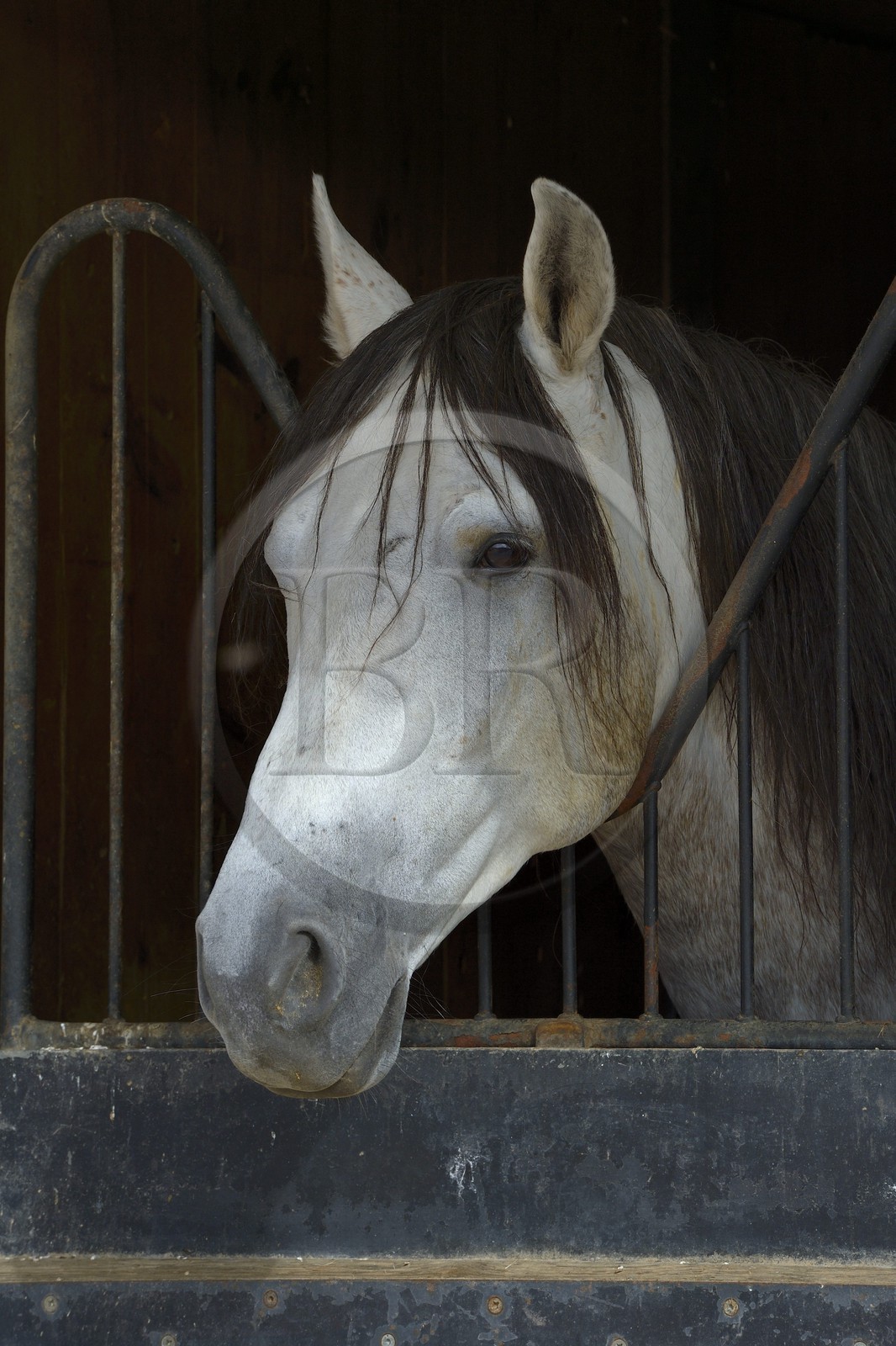 Spain, Andalusia, Seville Province, Utrera, the Ayala stud farm (Yeguada Ayala), Andalusian horse also known as the Pure Spanish Horse or PRE (Pura Raza Espanola)