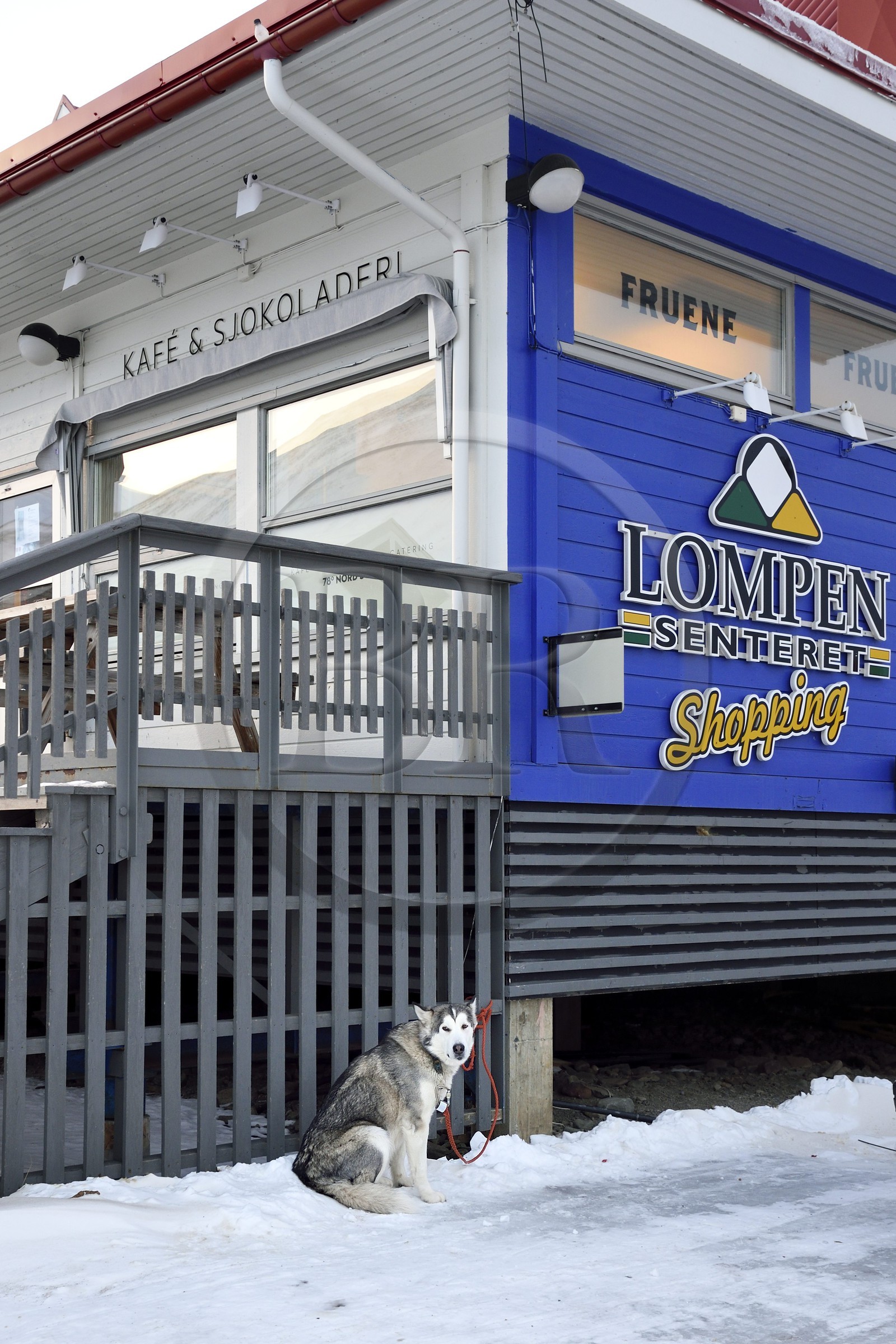 Norvège, Svalbard, Spitzberg, Longyearbyen, chien devant le centre commercial Lompensentret dans la rue principale