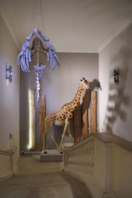 France, Charente-Maritime (17), La Rochelle, le Muséum d'histoire naturelle (muséum Lafaille), la girafe offerte à Charles X par Méhémet Ali