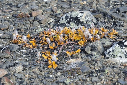 Groenland, cote ouest, Baie de North Star, Dundas (Thulé), fleur de la toundra