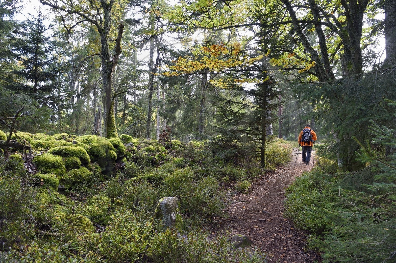 France, Haut Rhin, Thannenkirch, hiking in the Taennchel massif, along the so-called pagan wall and probably dating from medieval times