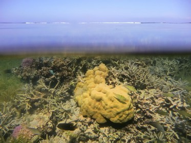 France, île de la Réunion, le récif corallien du lagon de la plage de Saint-Gilles et de l'Ermitage (vue sous-marine)
