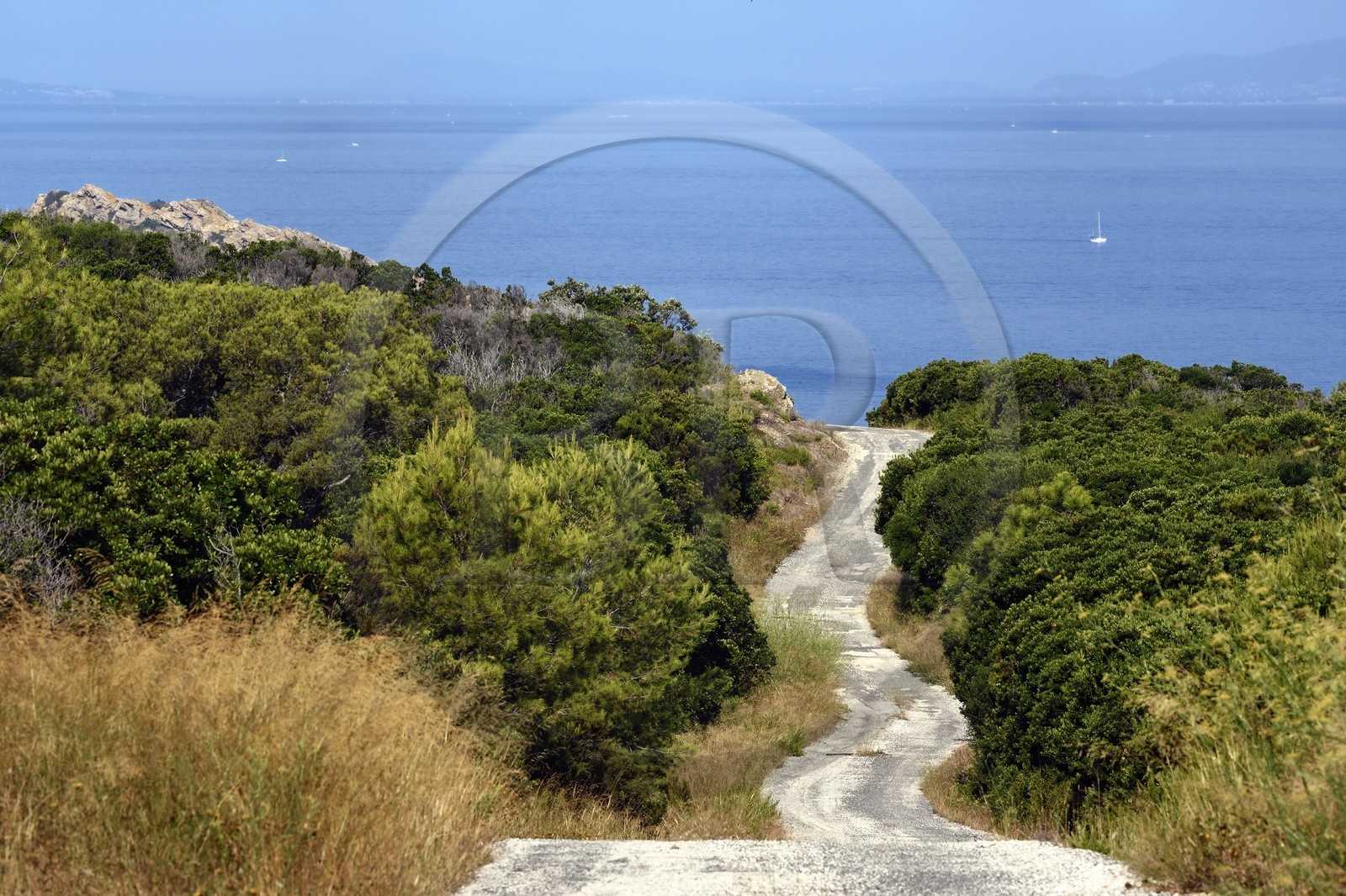 France, Var (83), Iles d'Hyères, Parc national de Port Cros, Ile du Levant, zone militaire, la route au Nord Est vers la Pointe de la Rovère