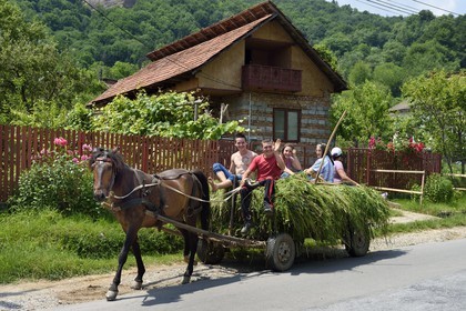 Roumanie, Valachie, Muntenie, Curtea de Arges, transport des foins en chariot tracté par un cheval