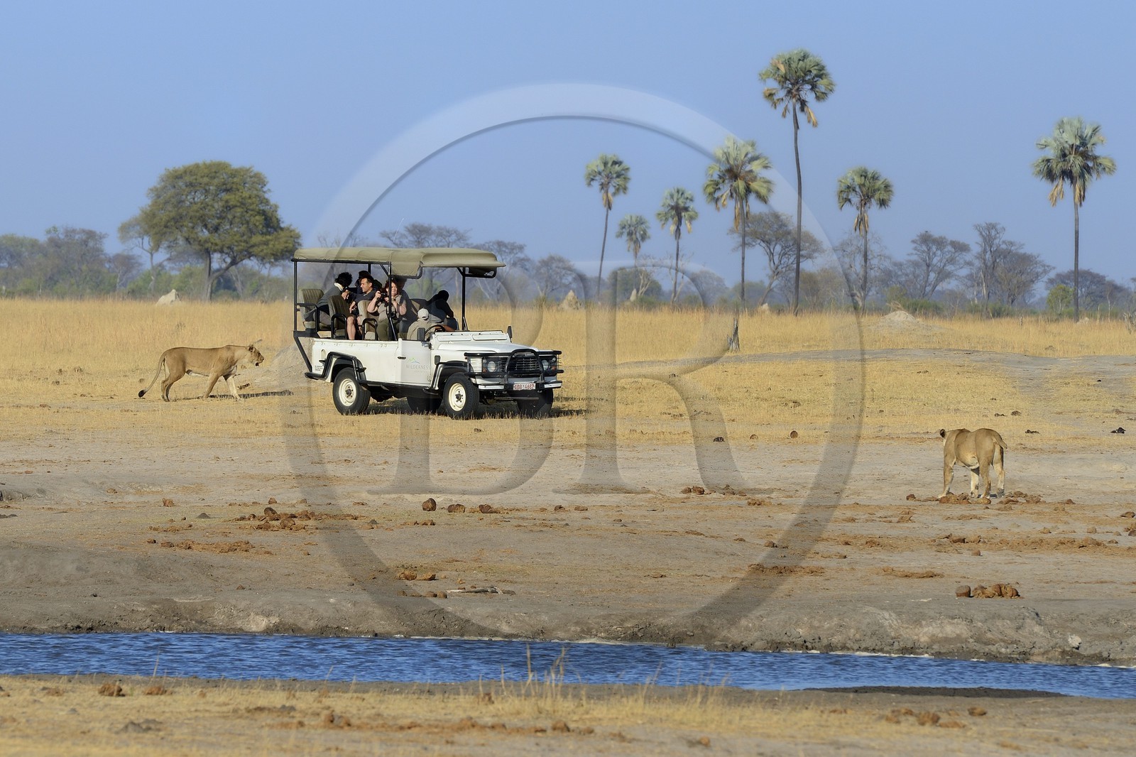 Zimbabwe, province de Matabeleland septentrional, parc national Hwange, touristes en 4x4 observant un groupe de lions (Panthera leo)