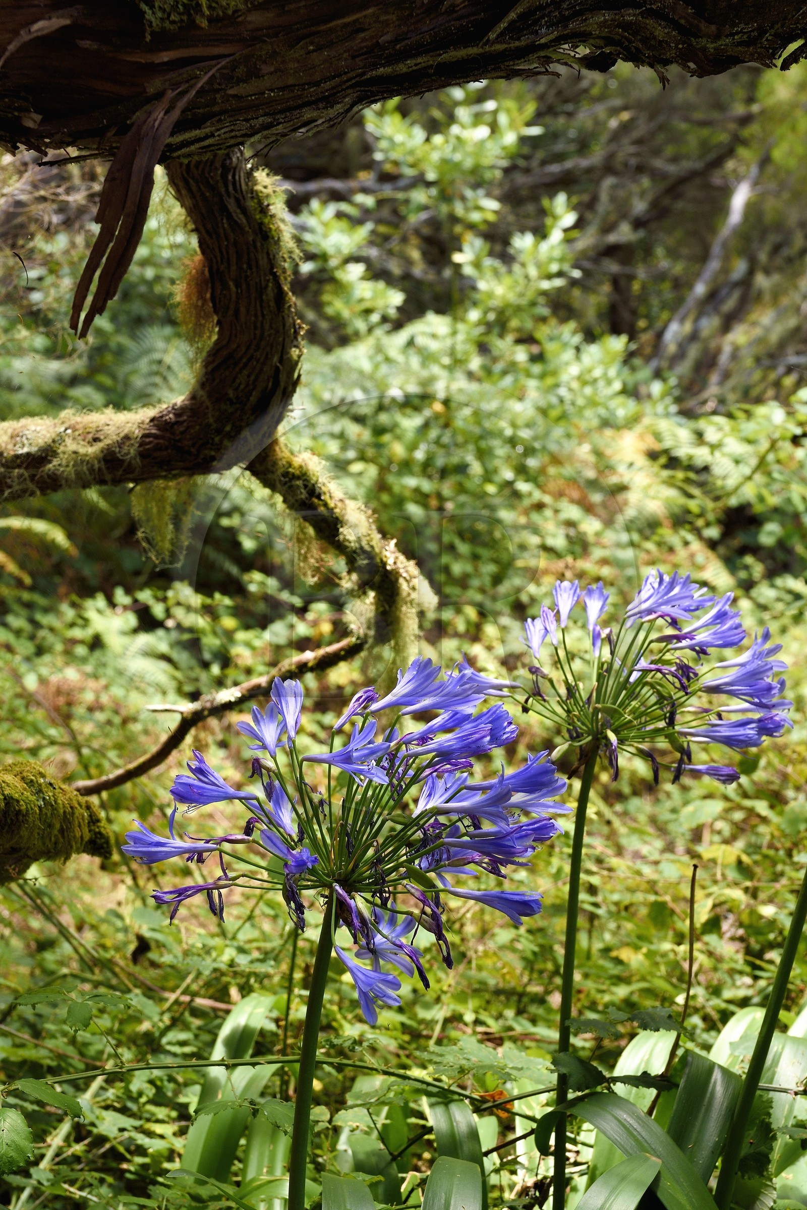 Portugal, Ile de Madère, forêt de Rabaçal, Agapanthe bleue