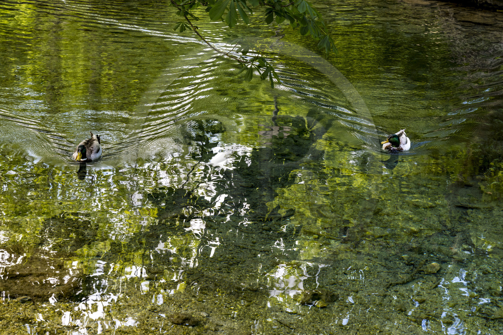 France, Vaucluse (84), Parc Naturel Régional du Mont Ventoux, Malaucène, résurgence karstique de la source du Groseau, canards