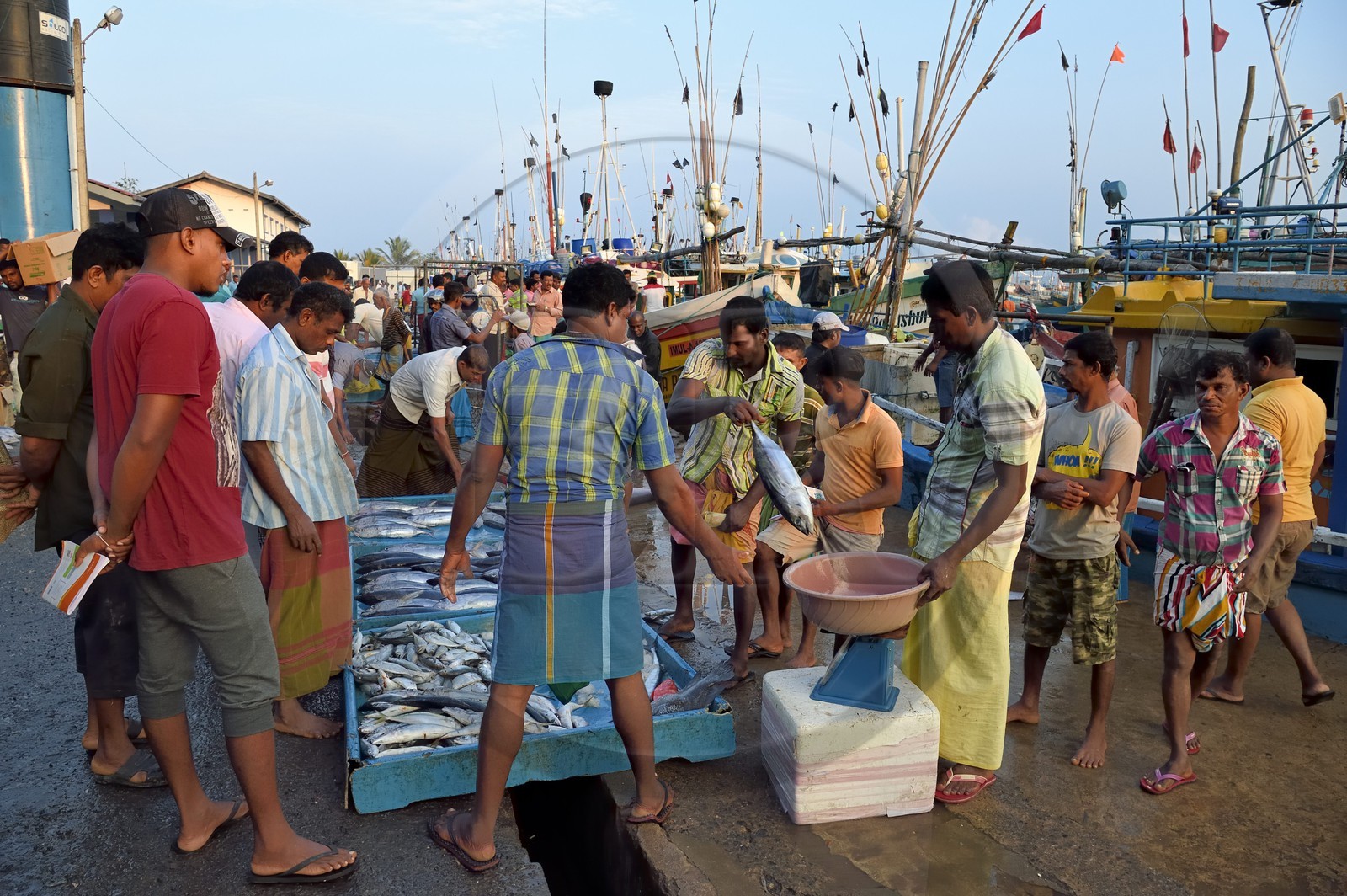 Sri Lanka, Province du Sud, Matara (district), Weligama, port de pêche de Mirissa, vente de poissons sur le quai au retour de la pêche
