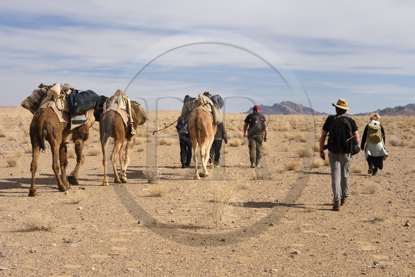 Iran, Province d'Ispahan, désert du Dasht-e Kavir, Mesr dans la région de Khur et Biabanak, randonnée chamelière