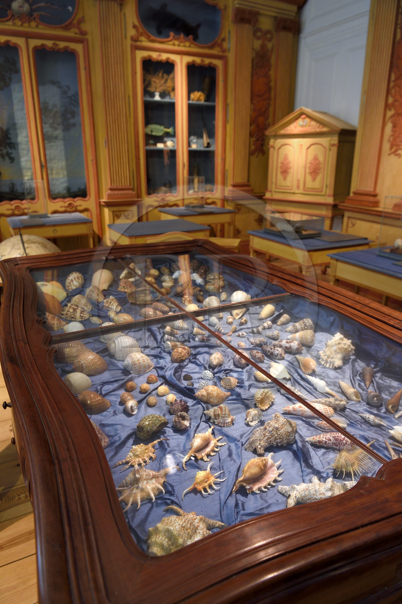 France, Charente-Maritime (17), La Rochelle, le Muséum d'histoire naturelle (muséum Lafaille), cabinet de curiosités du naturaliste Clément Lafaille