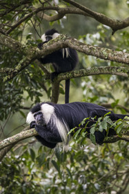 Rwanda, Province de l’Ouest, Gisakura, Parc national de Nyungwe, Colobes de Ruwenzori (Colobus angolensis ruwenzorii) pendant un safari à pied dans la forêt tropicale humide naturelle