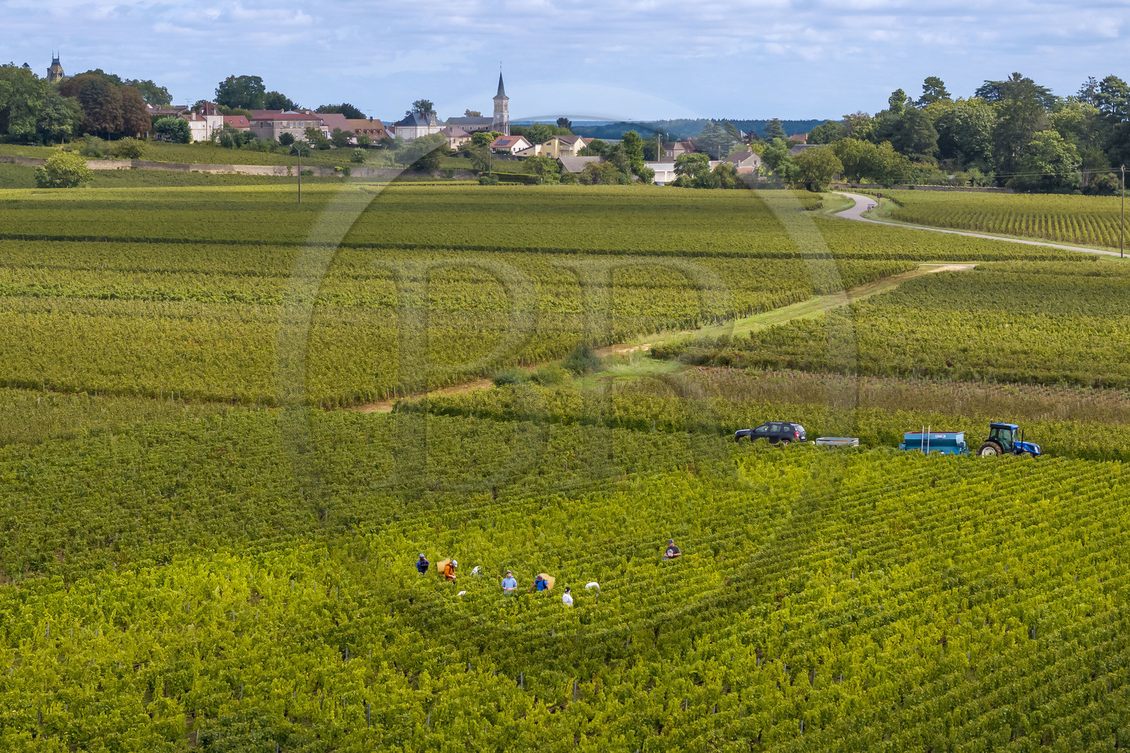 France, Côte-d'Or (21), les climats de Bourgogne classés Patrimoine Mondial de l'UNESCO, Route des Grands Crus, vignoble de la Côte de Beaune, Pernand-Vergelesses, vendanges dans les vignes, le village d'Aloxe-Corton en arrière plan (vue aérienne)