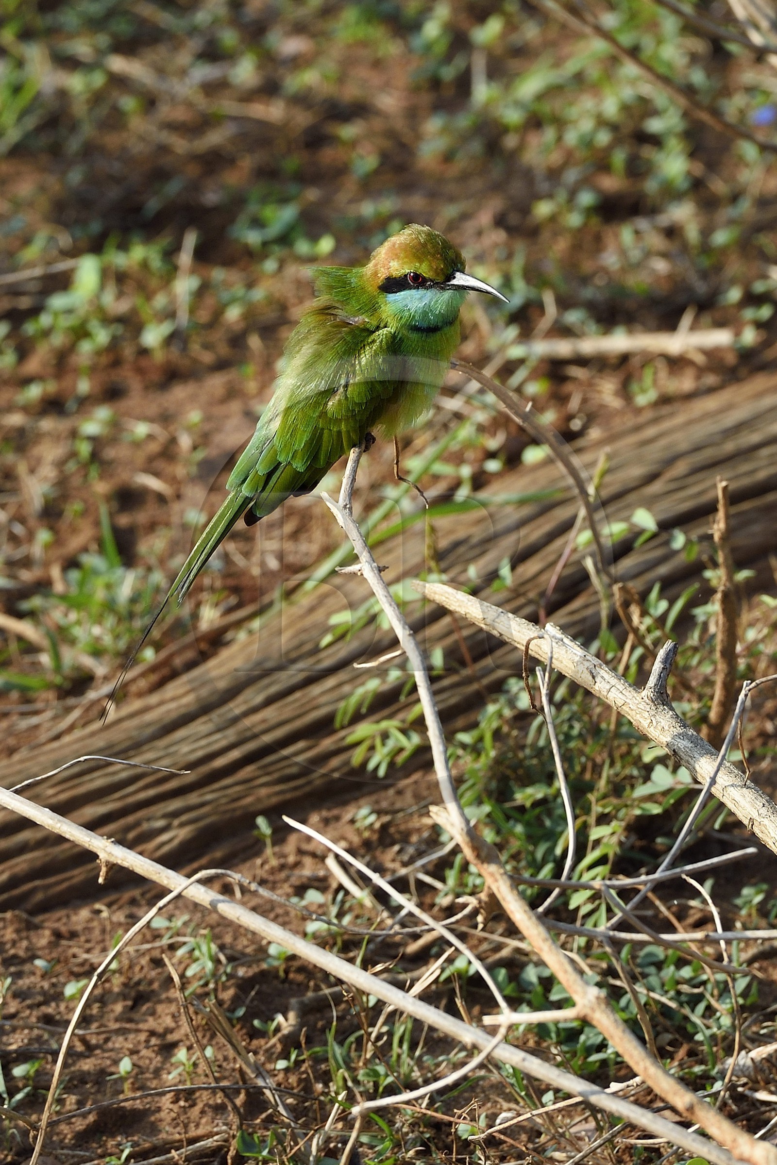 Sri Lanka, province d'Uva, Parc national d'Uda Walawe (Udawalawe National Park), guêpier d'Orient (Merops orientalis)