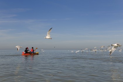 France, Manche (50), traversée de la Baie du Mont-Saint-Michel en kayak (www.seakayak-fr.com) et vol de mouettes