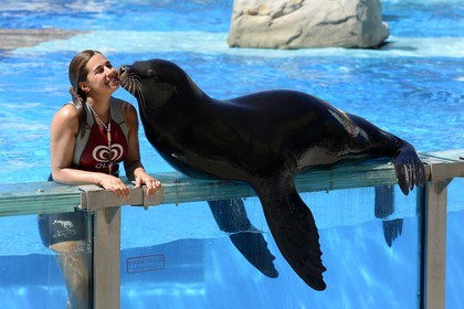 Portugal, Lisbon, Zoological Garden, the Dolphinarium, show with a sea lion