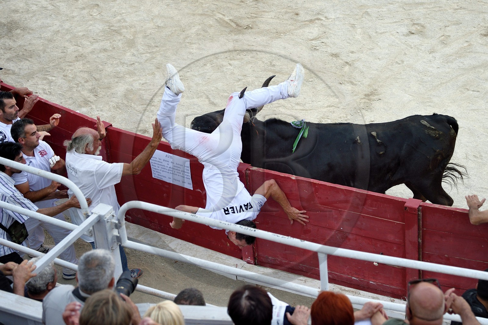 France, Bouches-du-Rhône (13), Arles, la course camarguaise  de la Cocarde d'Or aux Arènes, le taureau cocardier Saint-Vincent de la manade Saint-Antoine inflige un coup de corne à Maxime Favier à la jambe