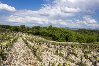 France, Vaucluse (84), Dentelles de Montmirail, Séguret, les vignobles du Domaine viticole de Mourchon