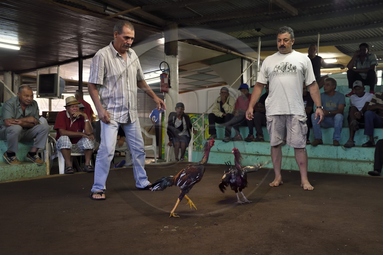 France, Ile de la Reunion, Petit Tampon, combat de coqs dans le Rond de Coq