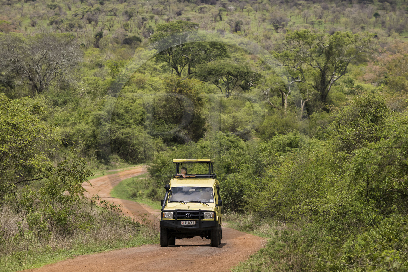 Rwanda, Parc national de l'Akagera, safari en 4x4 sur une piste