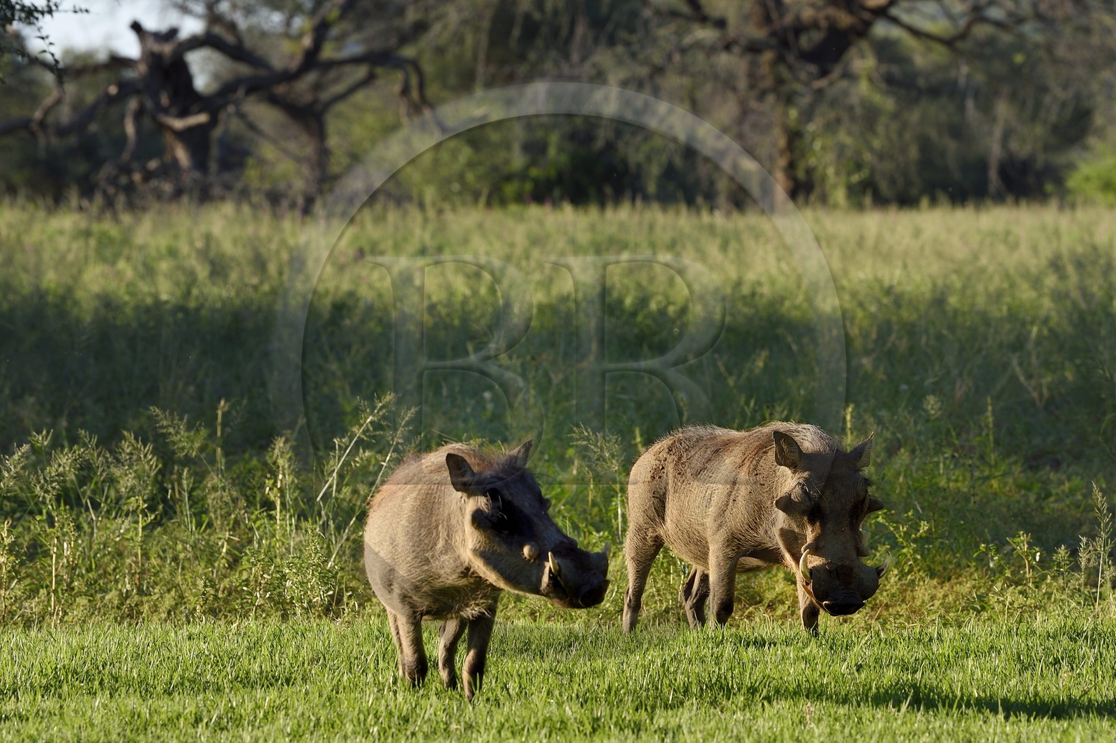 Namibie, région de Khomas, nord de Windhoek, Okapuka Ranch, phacochères (Phacochoerus africanus)
