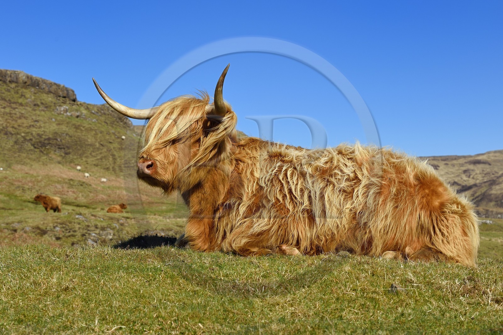 United Kingdom, Scotland, Highland, Inner Hebrides, Isle of Mull, Highland cow