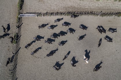 France, Bouches du Rhone, Parc naturel regional de Camargue (Regional Natural Park of Camargue), manade Jacques Mailhan, Camargue bull called Raco di Biou, the gardians sort the bulls (aerial view)