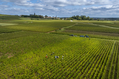 France, Côte-d'Or (21), les climats de Bourgogne classés Patrimoine Mondial de l'UNESCO, Route des Grands Crus, vignoble de la Côte de Beaune, Pernand-Vergelesses, vendanges dans les vignes, le village d'Aloxe-Corton en arrière plan (vue aérienne)