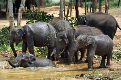 Sri Lanka, province de Sabaragamuwa, Parc national d'Uda Walawe (Udawalawe National Park), Elephant Transit Home, jeunes éléphants d'Asie (Elephas maximus) orphelins prenant leur bain