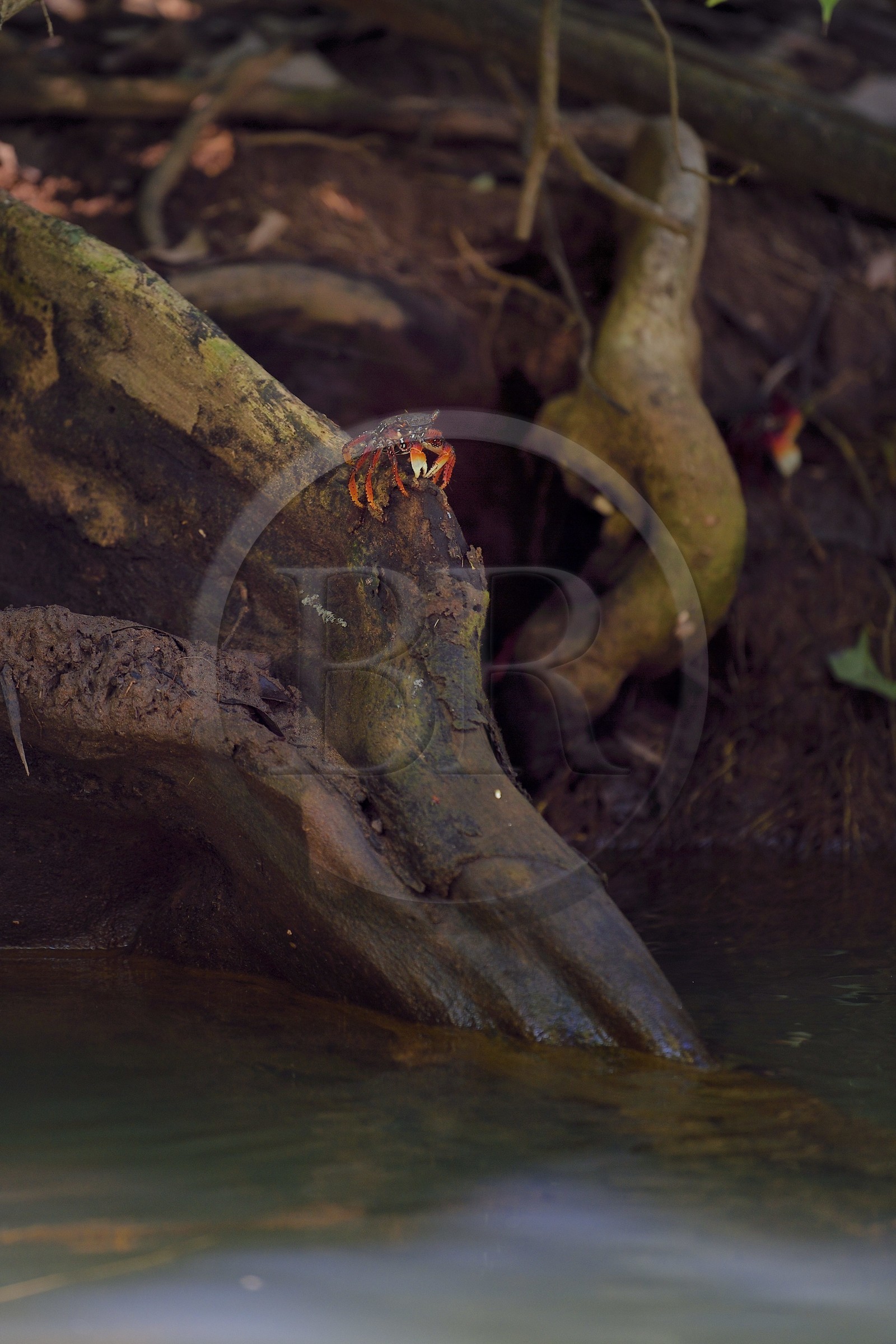 Caraïbes, Ile de la Dominique, Portsmouth, les rives de l'Indian River, crabe (Gecarcinus ruricola) sur une racine