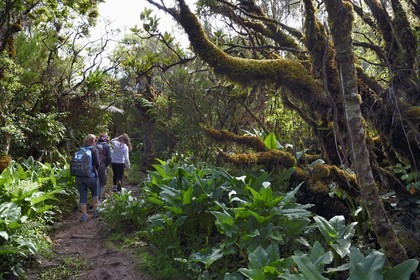 France, Ile de la Reunion, Parc National de la Réunion classé Patrimoine Mondial de l'UNESCO, La Plaine des Palmistes, forêt de Bébour, sentier de randonnée Bras Cabot