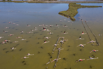France, Hérault (34), Frontignan, vol de flamants roses (Phoenicopterus roseus) dans l'étang d'Ingril dans les anciens salins (vue aérienne)