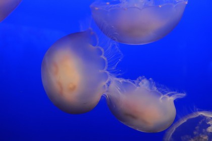 Etats-Unis, Californie, Monterey, le Monterey Bay Aquarium dans Cannery Row, méduses