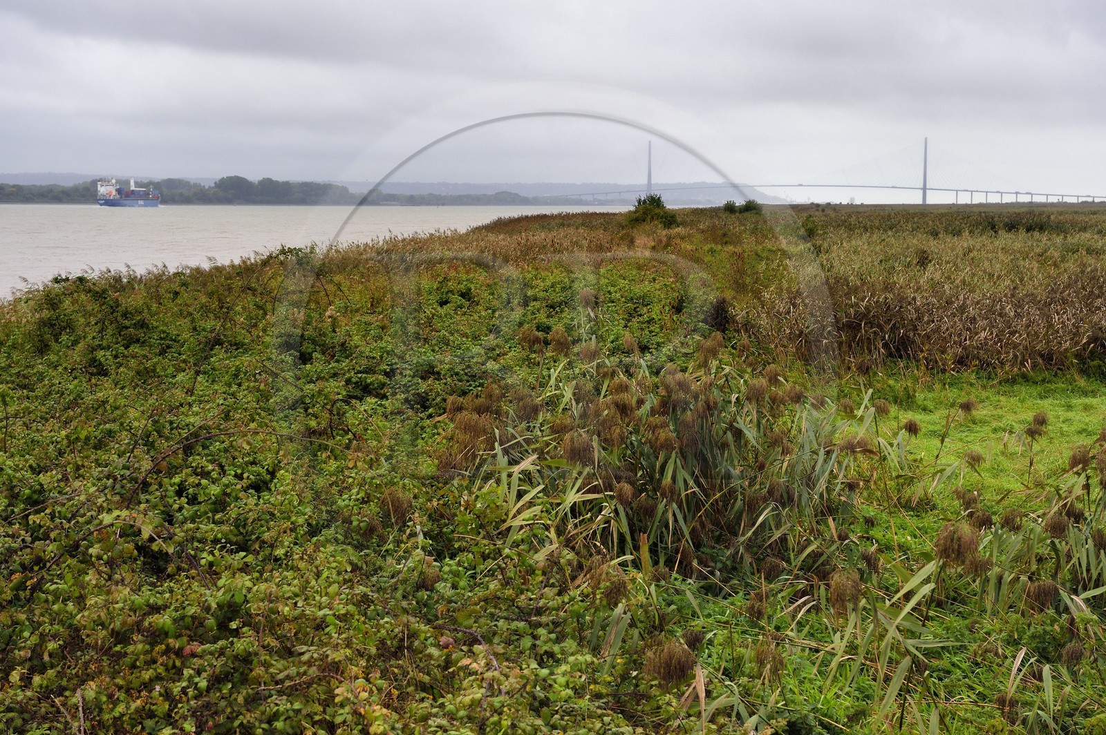 France, Seine-Maritime (76), Réserve Naturelle de l'estuaire de la Seine, porte-conteneurs descendant la Seine depuis Rouen, la roselière en premier plan et le pont de Normandie en arrière plan